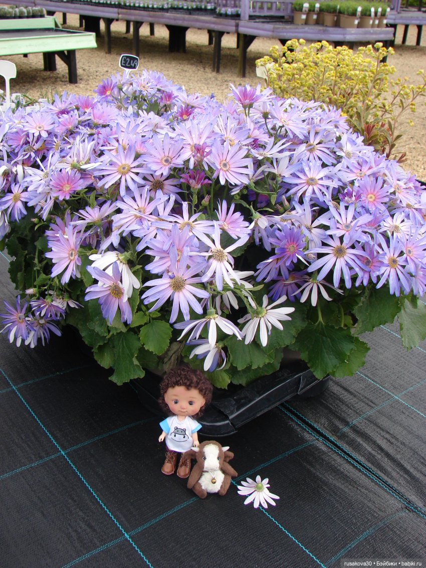 Мальчик Проша — Игровые куклы разных производителей (Разное): редкие бренды