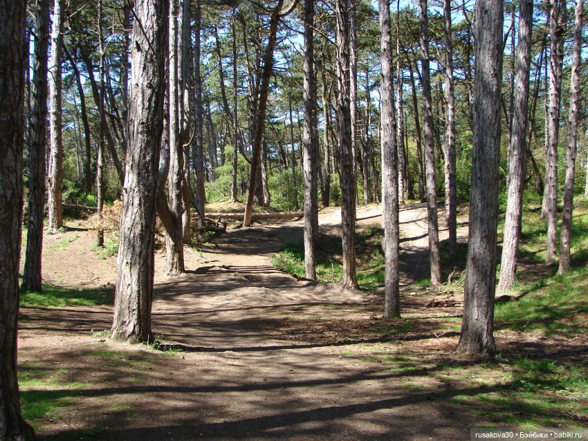 В темно-синем лесу, где трепещут осины (фото 2)