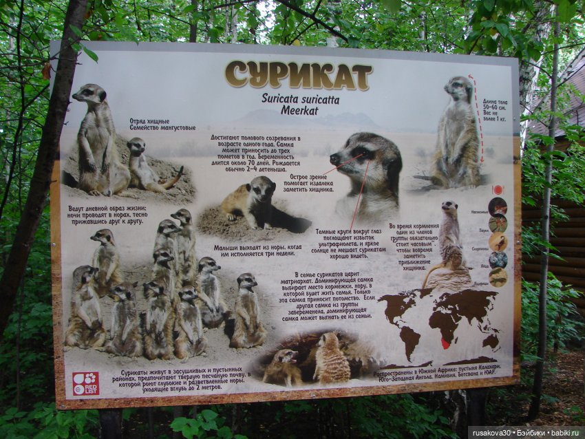 Новосибирский зоопарк (продолжение) (фото 8)