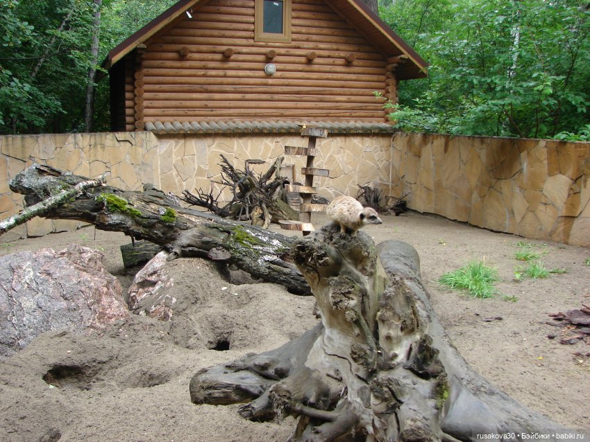 Новосибирский зоопарк (продолжение) (фото 9)