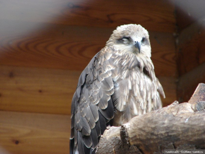 Новосибирский зоопарк (продолжение)