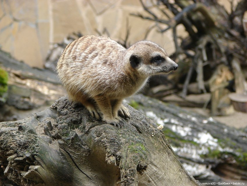 Новосибирский зоопарк (продолжение) (фото 10)