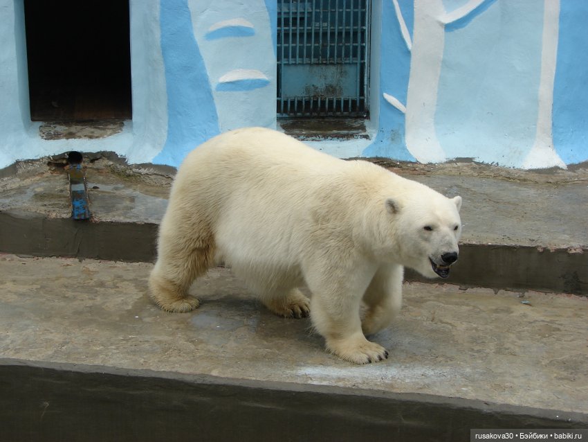 Новосибирский зоопарк (продолжение) (фото 7)