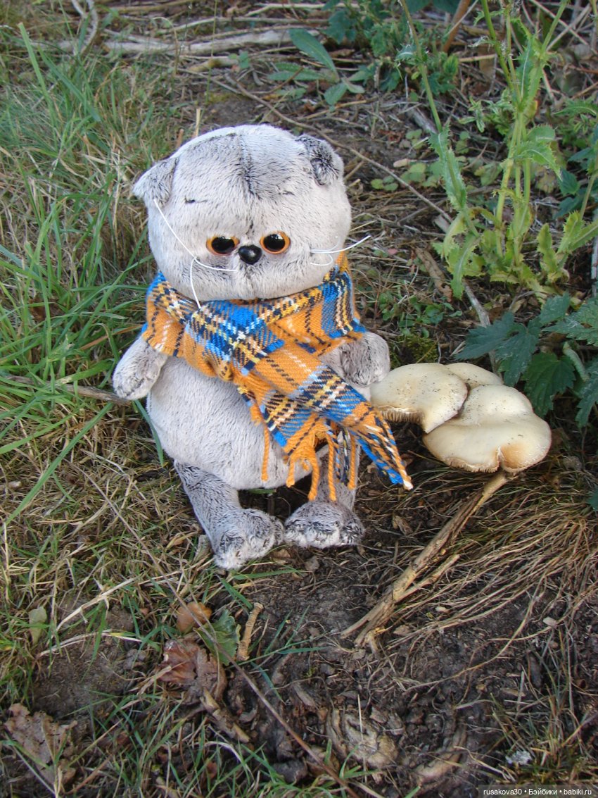 РуссоТуристо - Басик — Кот Басик