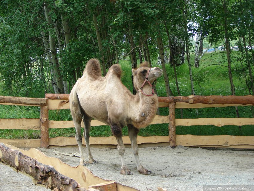 Новосибирск - «Мира Парк»(продолжение)