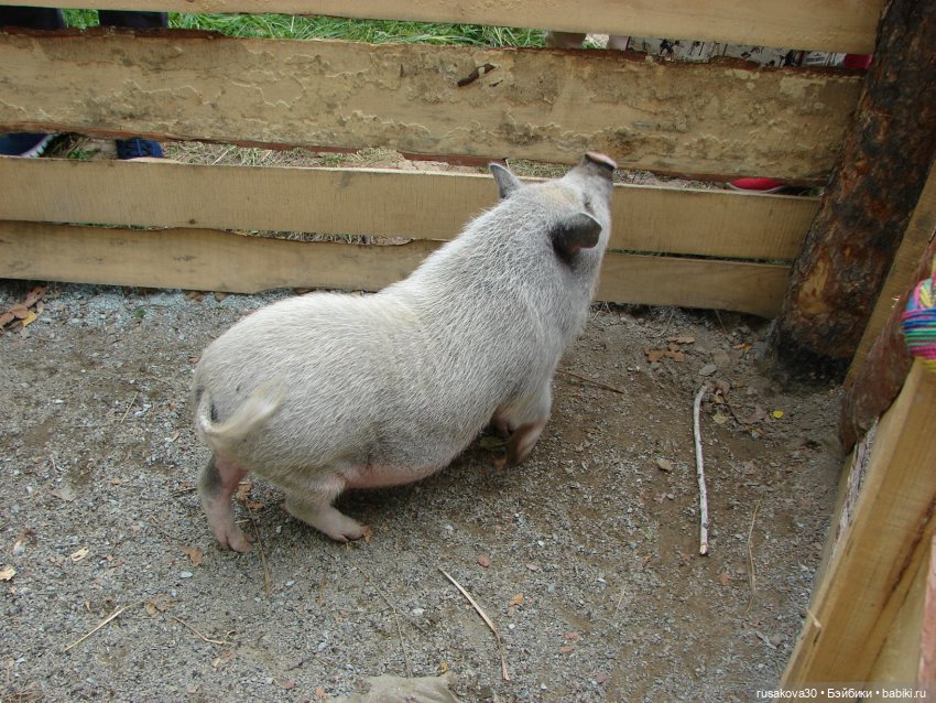 Новосибирск - «Мира Парк»(продолжение)