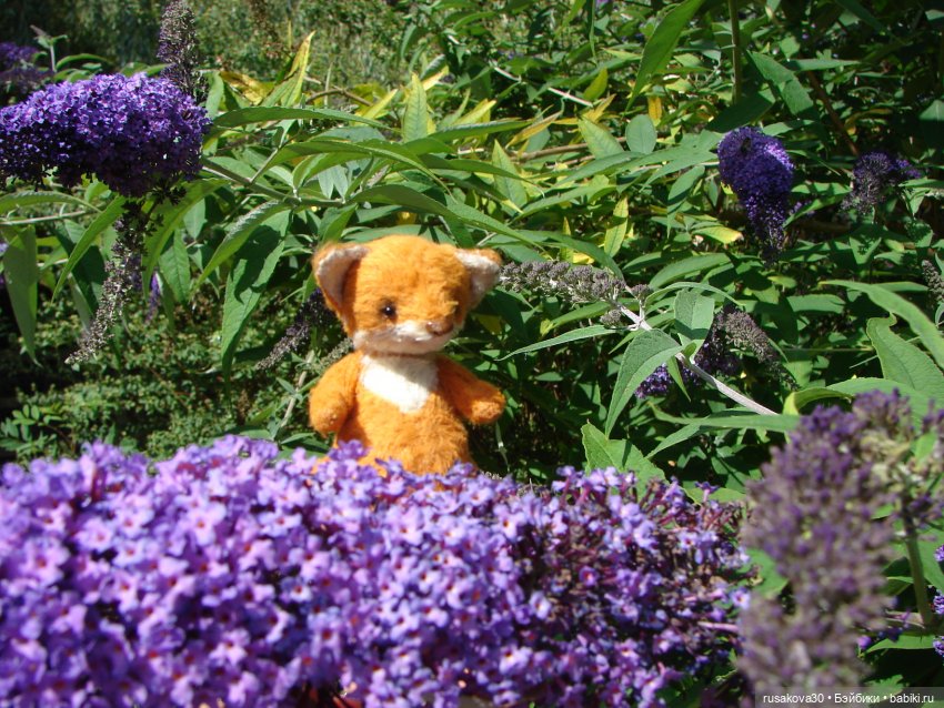 Мой рыжий приз — Авторские мишки Тедди и друзья: фото