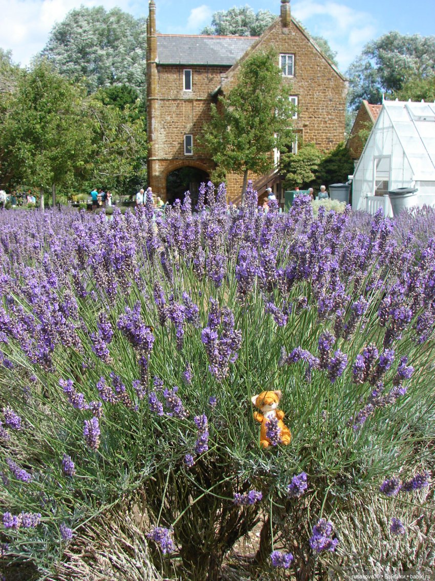 Мой рыжий приз — Авторские мишки Тедди и друзья: фото