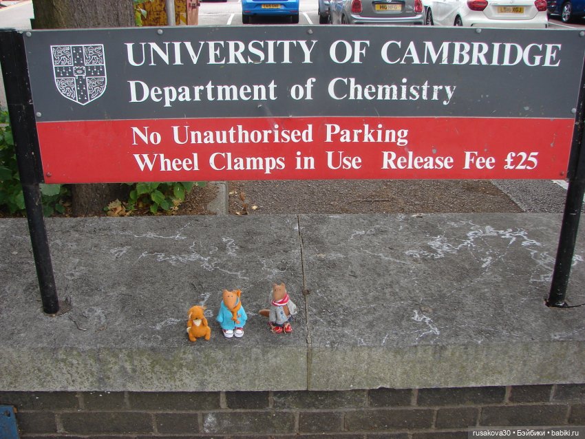 Кембридж, охота на коров — Авторские мишки Тедди и друзья: фото