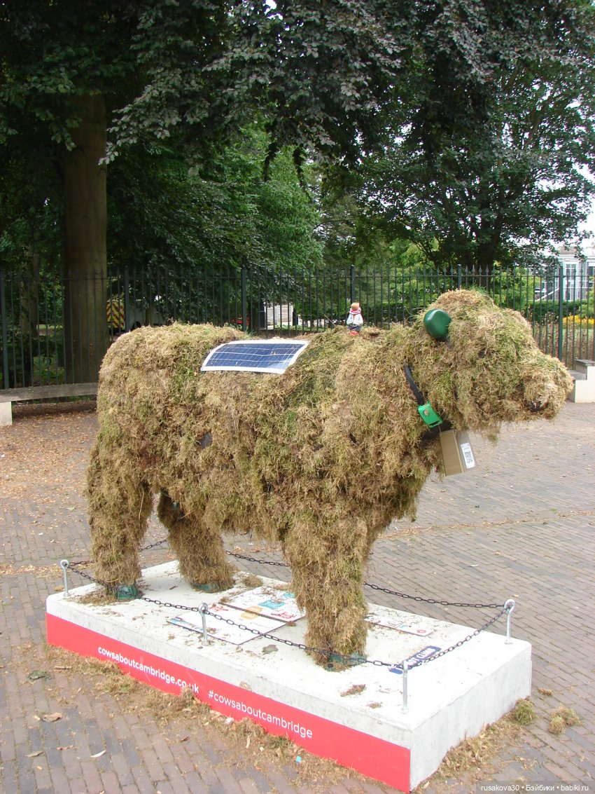 Кембридж, охота на коров — Авторские мишки Тедди и друзья: фото