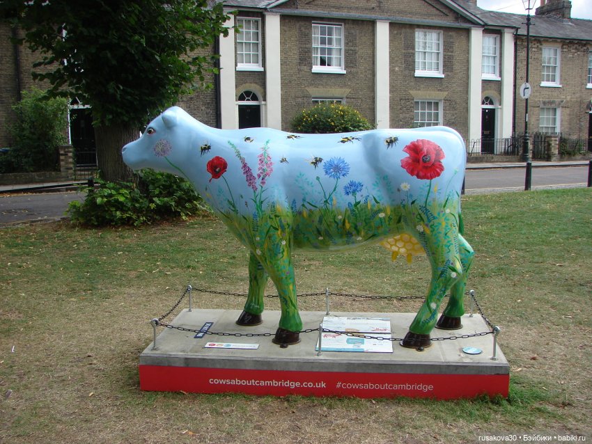 Кембридж, охота на коров — Авторские мишки Тедди и друзья: фото