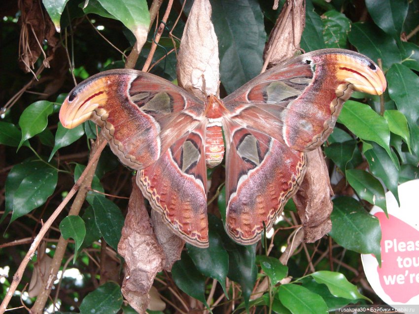 Лондонский зоопарк — Кот Басик