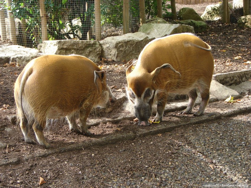 Лондонский зоопарк — Кот Басик (фото 8)