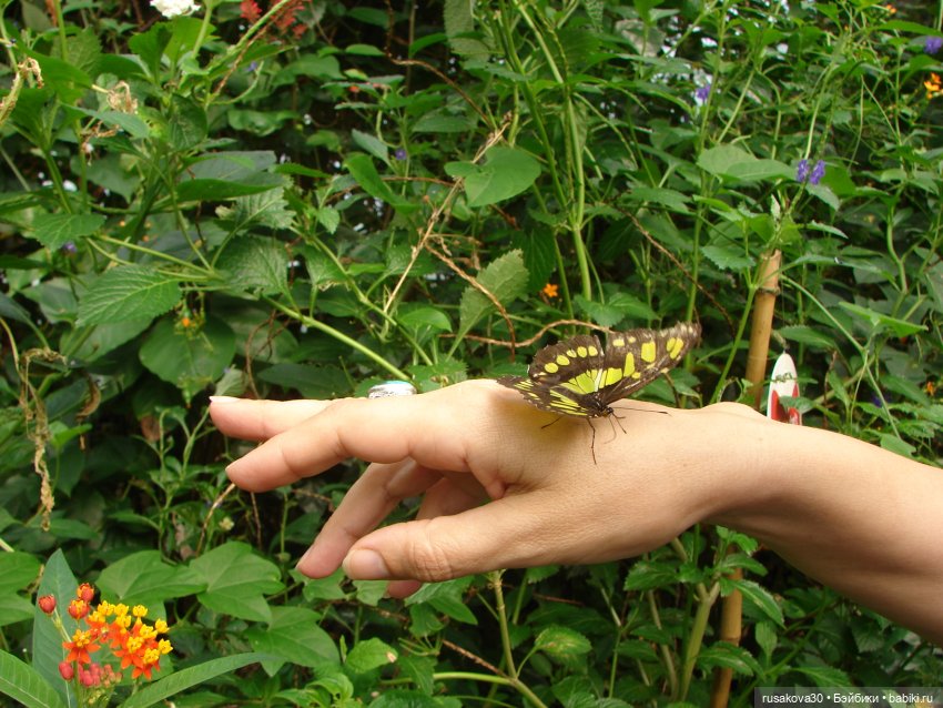 Лондонский зоопарк — Кот Басик