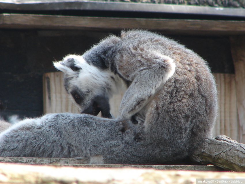 Лондонский зоопарк — Кот Басик