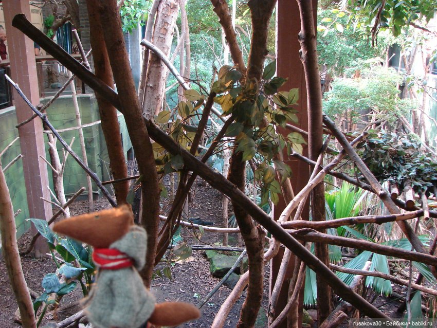 Лондонский зоопарк — Кот Басик