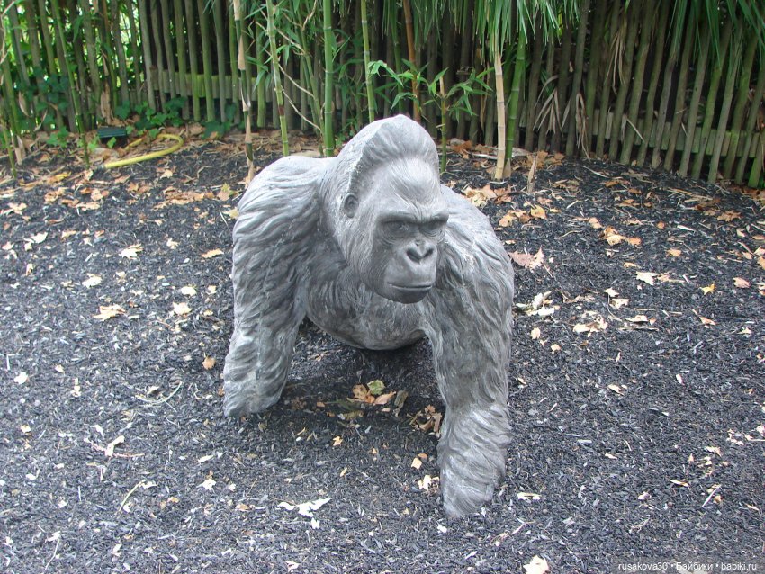 Лондонский зоопарк — Кот Басик