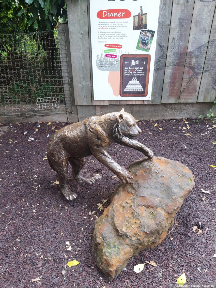 Лондонский зоопарк — Кот Басик