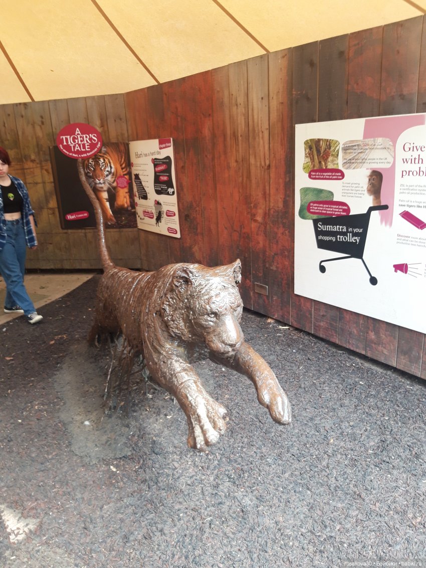 Лондонский зоопарк — Кот Басик