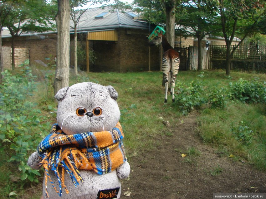 Лондонский зоопарк — Кот Басик (фото 10)