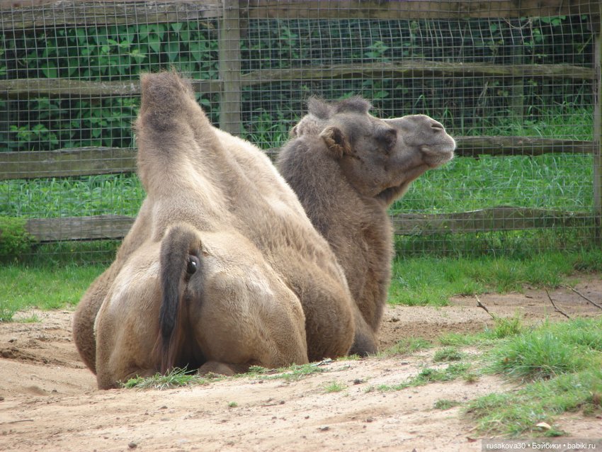 Лондонский зоопарк — Кот Басик