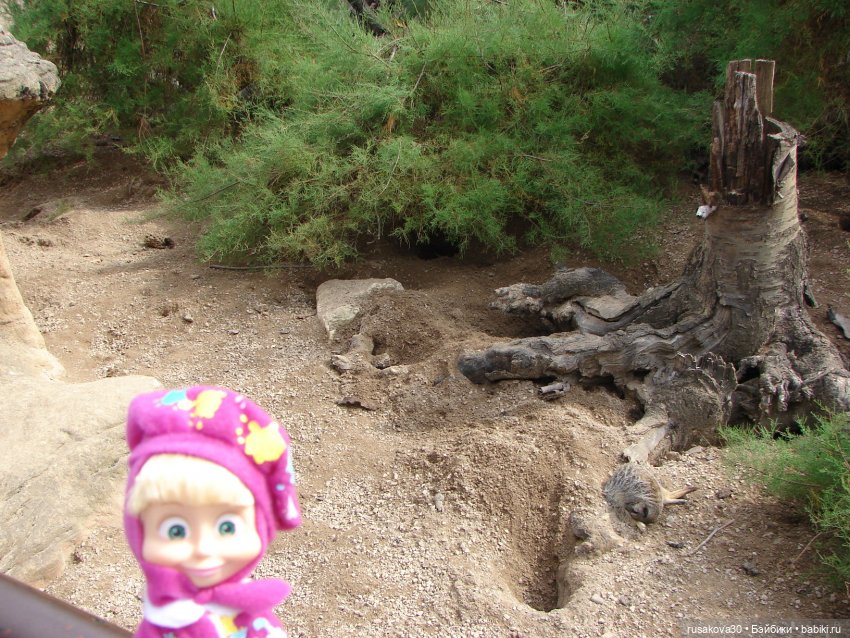 Лондонский зоопарк — Кот Басик