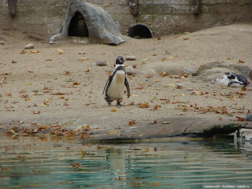Лондонский зоопарк — Кот Басик