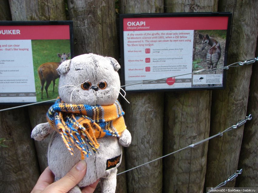 Лондонский зоопарк — Кот Басик (фото 5)