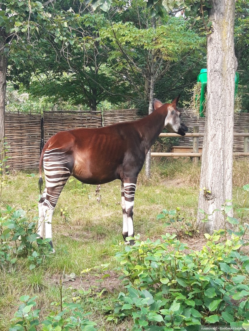 Лондонский зоопарк — Кот Басик