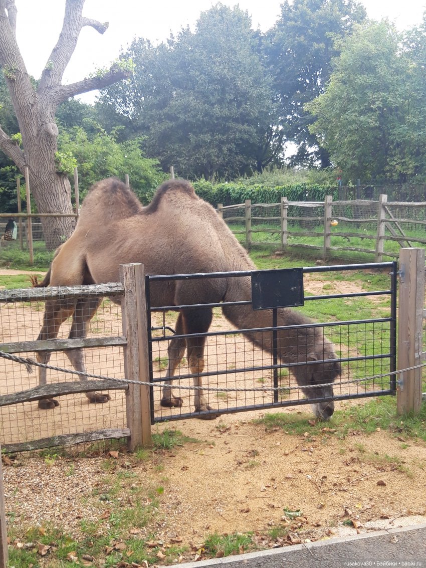 Лондонский зоопарк — Кот Басик