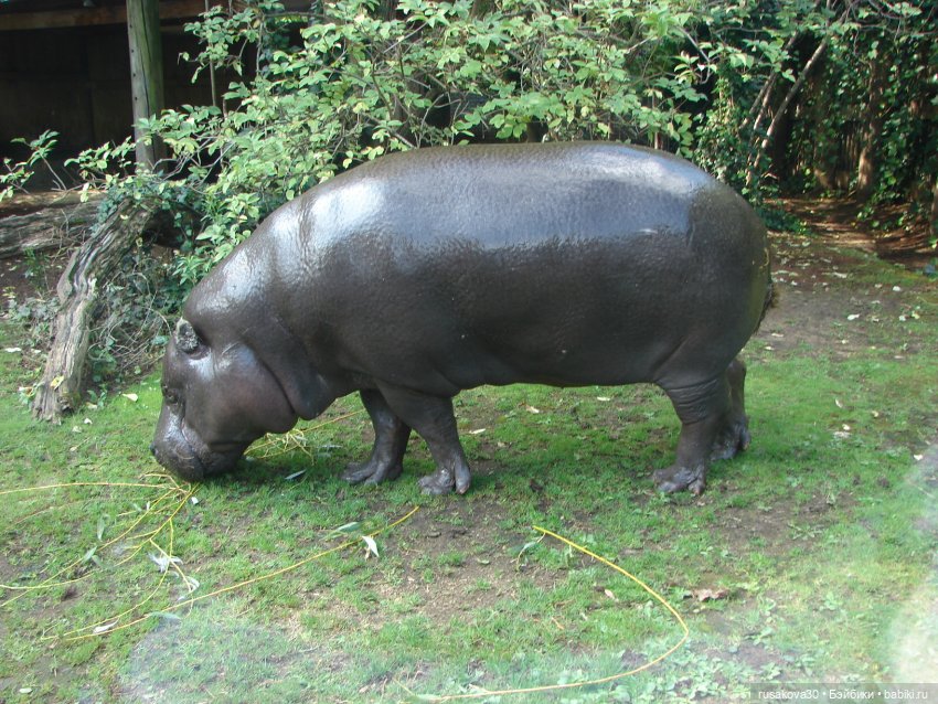 Лондонский зоопарк — Кот Басик