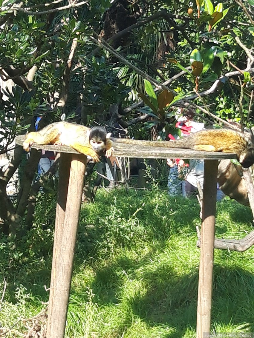 Лондонский зоопарк .(продолжение)