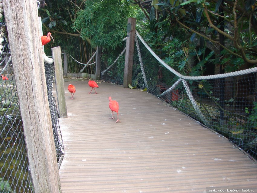 Лондонский зоопарк .(продолжение)