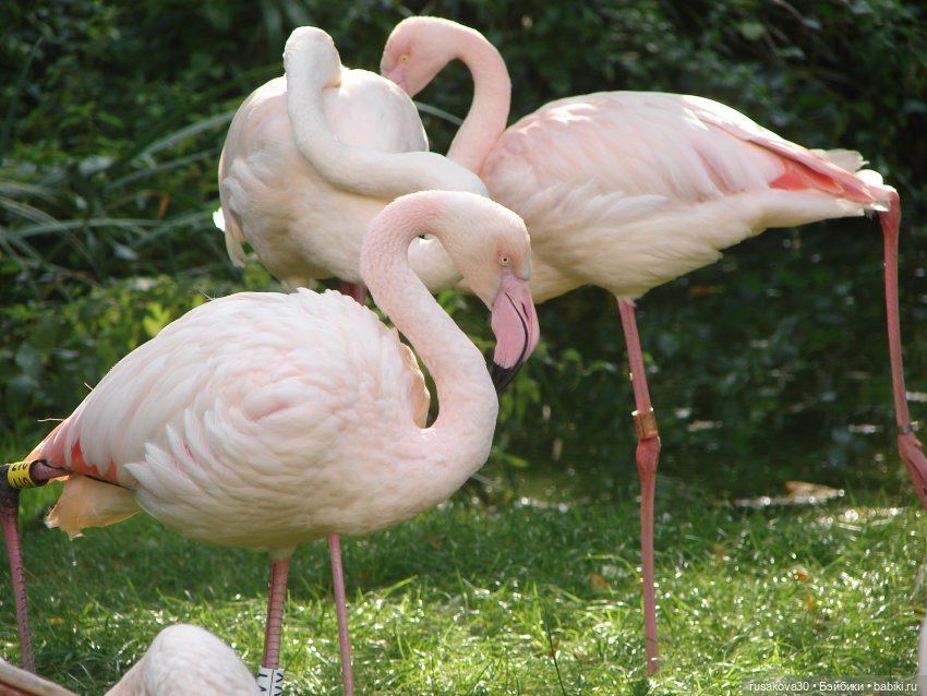 Лондонский зоопарк .(продолжение)