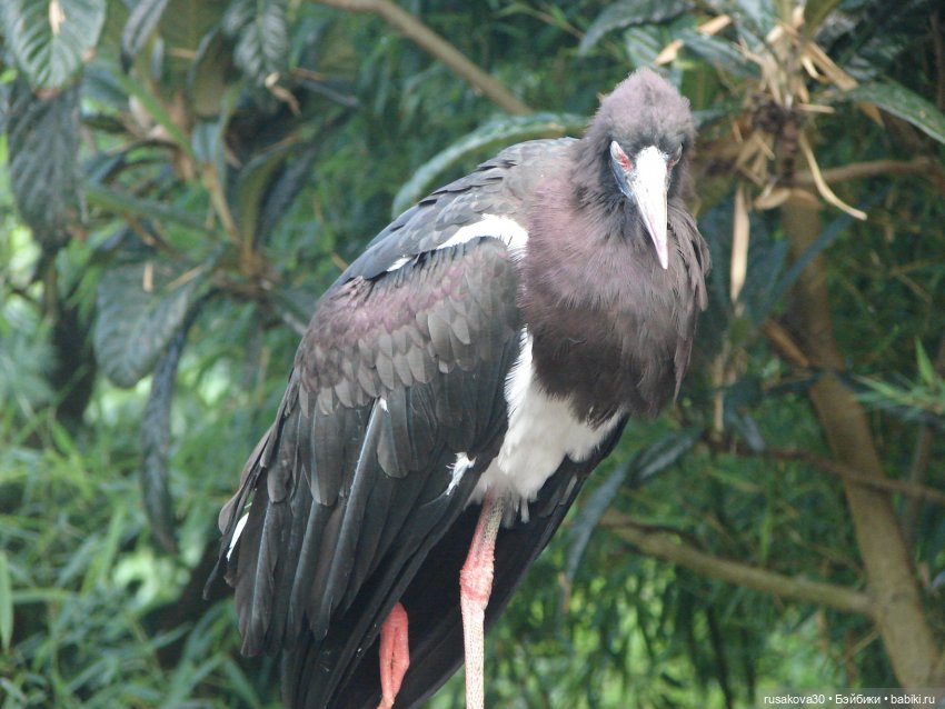 Лондонский зоопарк .(продолжение)
