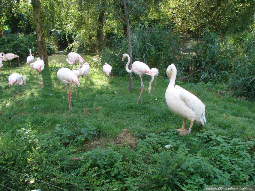 Лондонский зоопарк .(продолжение)