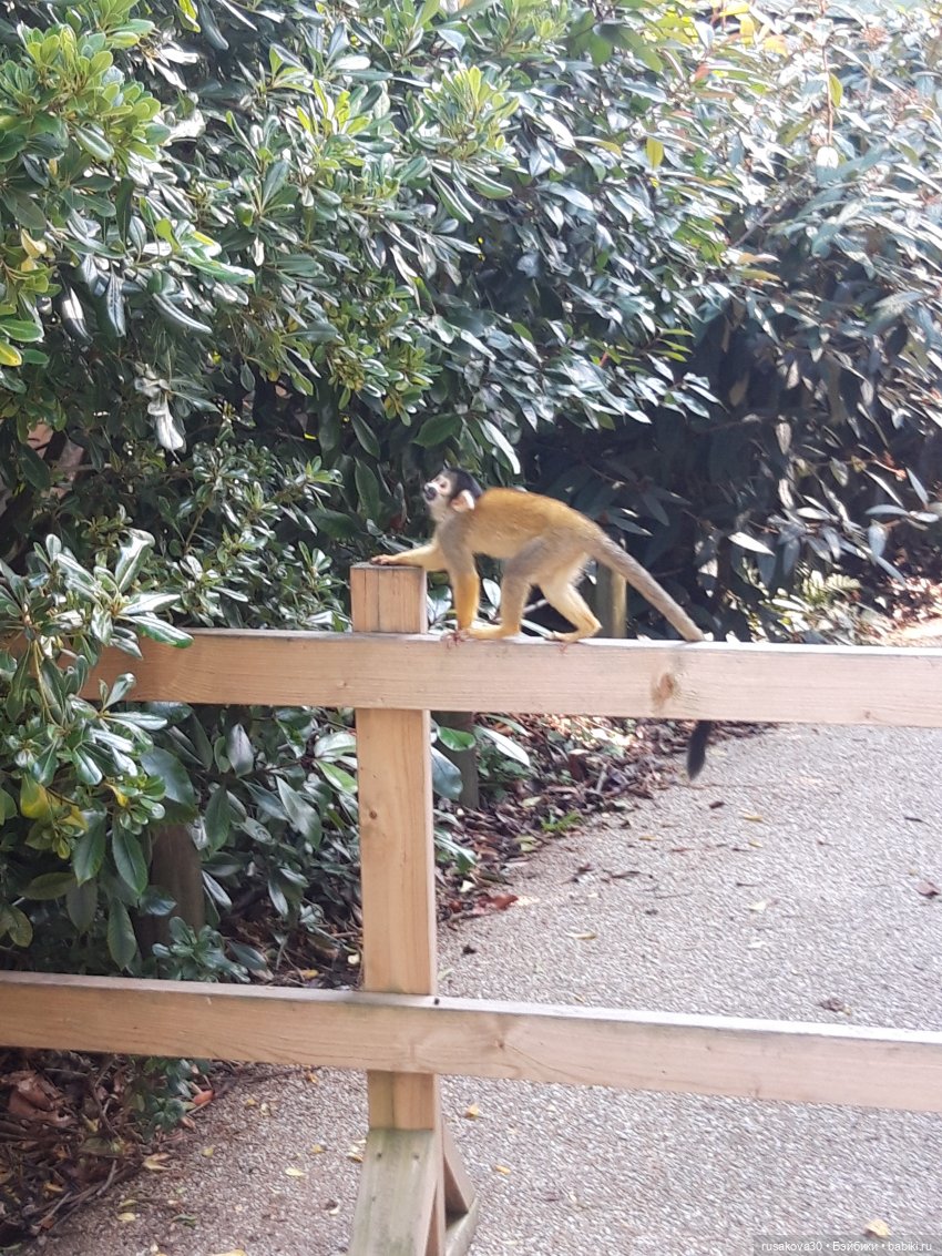 Лондонский зоопарк .(продолжение)