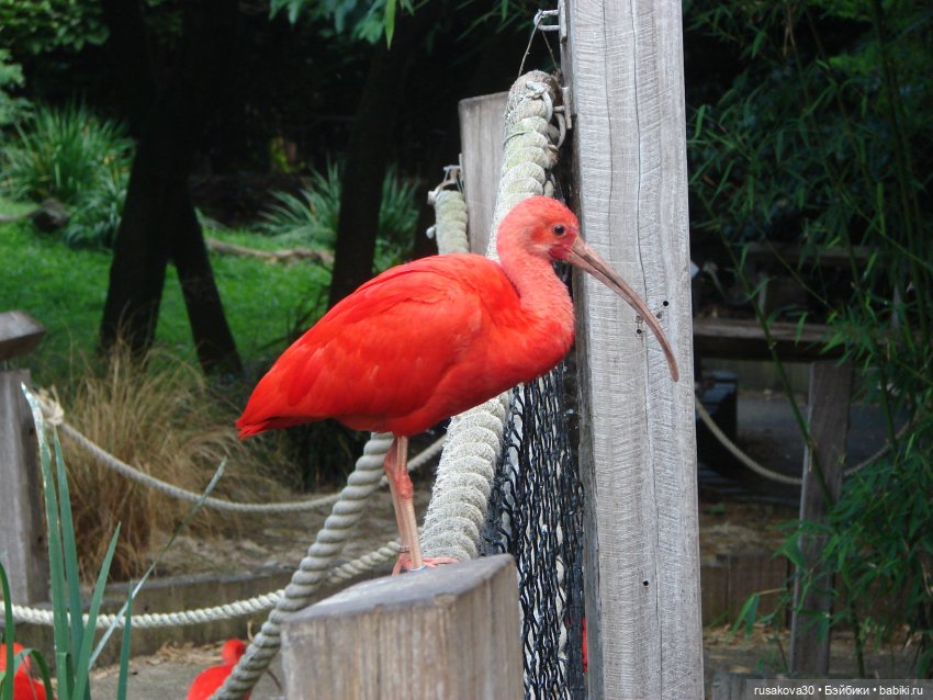 Лондонский зоопарк .(продолжение)