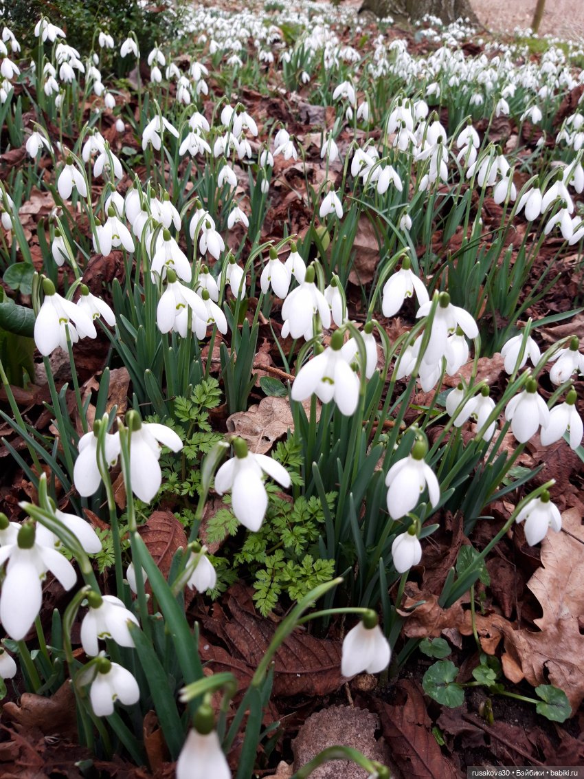 Прогулка по Оксбр-холлу (Oxburgh Hall)