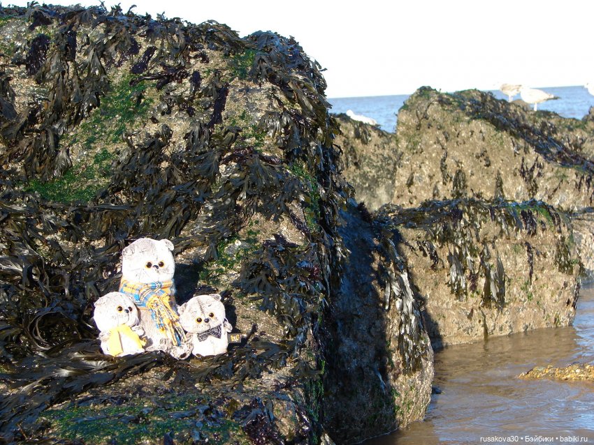 Как мы с Басиками подружились