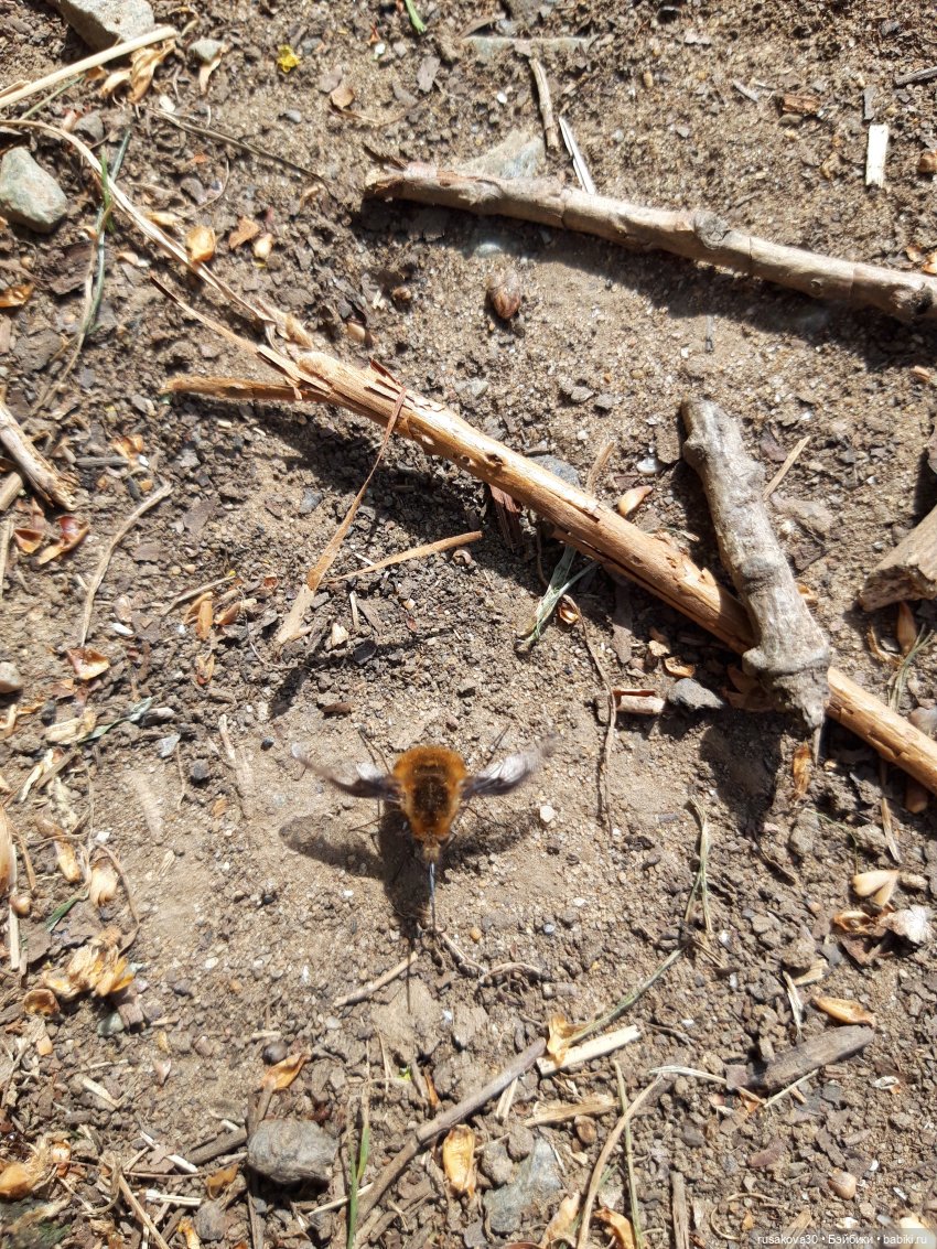 Людвиг и Нильс на прогулке