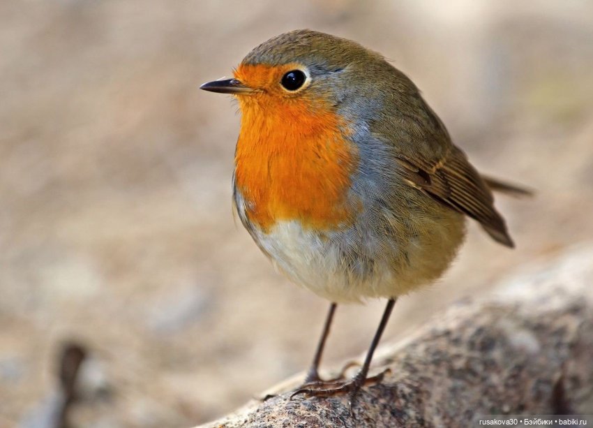 Людвиг и Нильс на прогулке