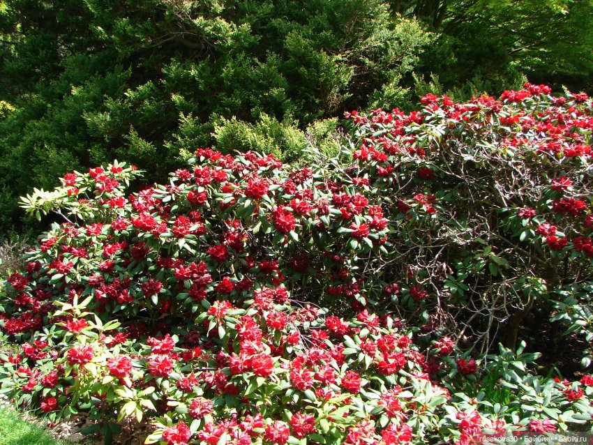 Мийка и Мио в загородном поместье королевы