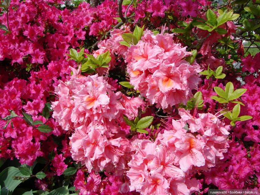 Мийка и Мио в загородном поместье королевы