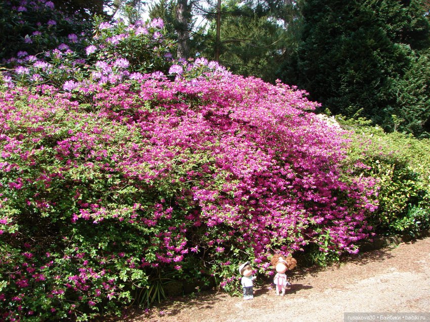 Мийка и Мио в загородном поместье королевы (фото 3)