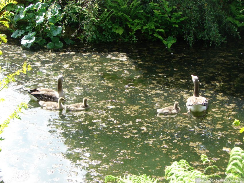 Мийка и Мио в загородном поместье королевы