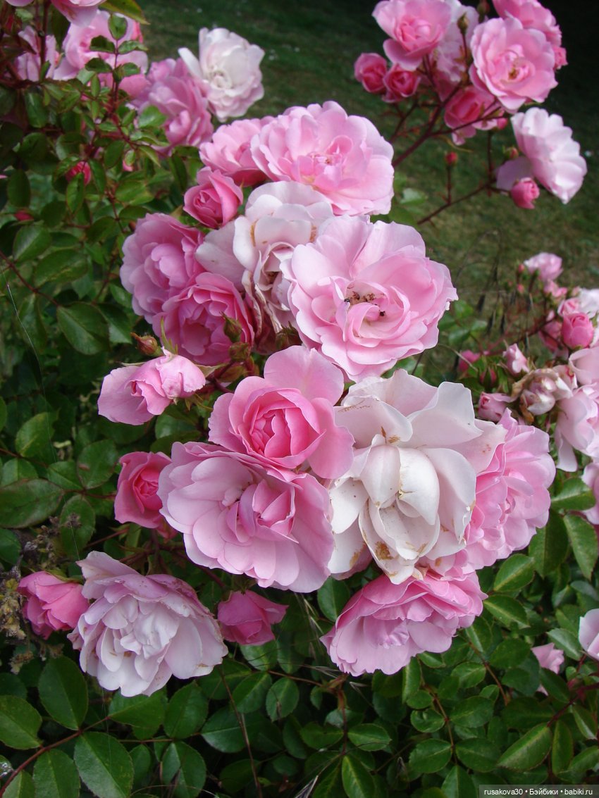 Как Маруська и Баська к морю ездили (фото 2)