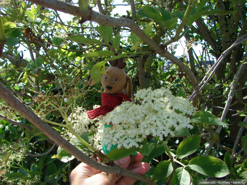 Прогулка моих бабаек в новом парке