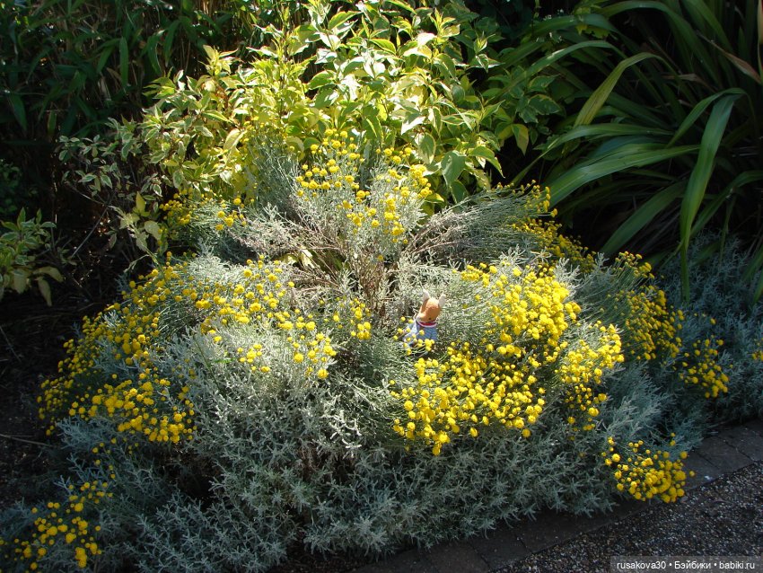 Прогулка моих бабаек в новом парке (фото 10)