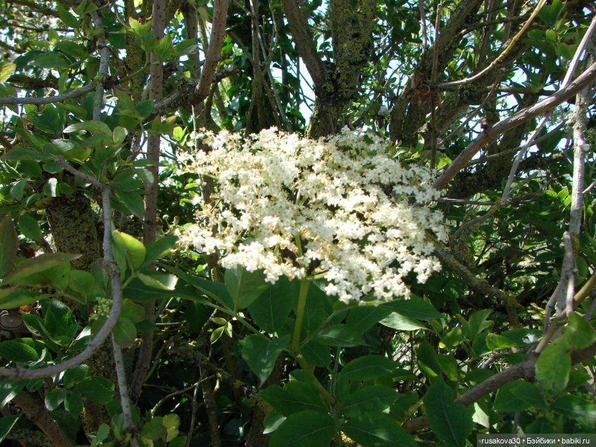 Прогулка моих бабаек в новом парке